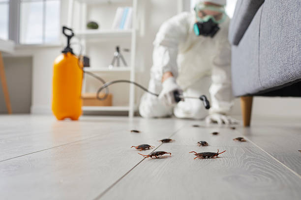 Post-Treatment Bed Bug Interceptor Monitoring in The Meadows